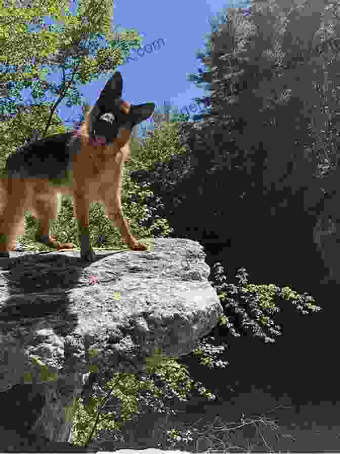 Buddy, The German Shepherd Puppy, Hiking In The Black Forest A German Shepherd Visits Germany: Puppy Passport