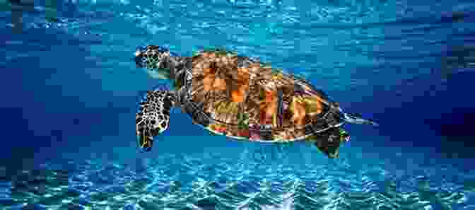 Close Up Of A Sea Turtle Swimming In The Waters Of Fourmile Watt Key Fourmile Watt Key